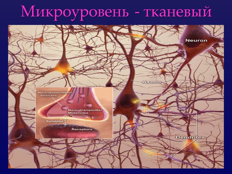 Микроуровень - тканевый